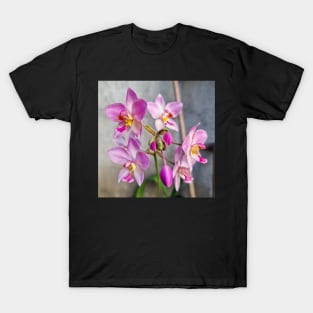 Pink Orchid (Spathoglottis x parsonsii) T-Shirt